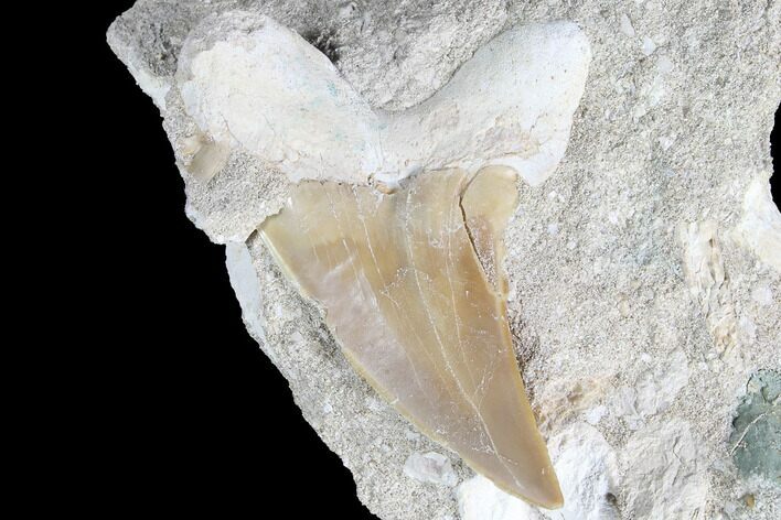 Otodus Shark Tooth Fossil In Rock - Eocene #87017